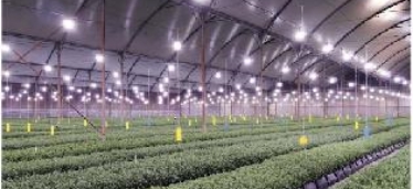 Características de iluminación para cultivos de cannabis medicinal